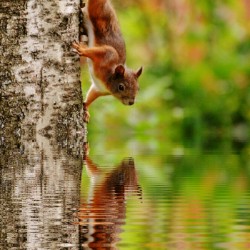 Are you a squirrel chasing business owner?